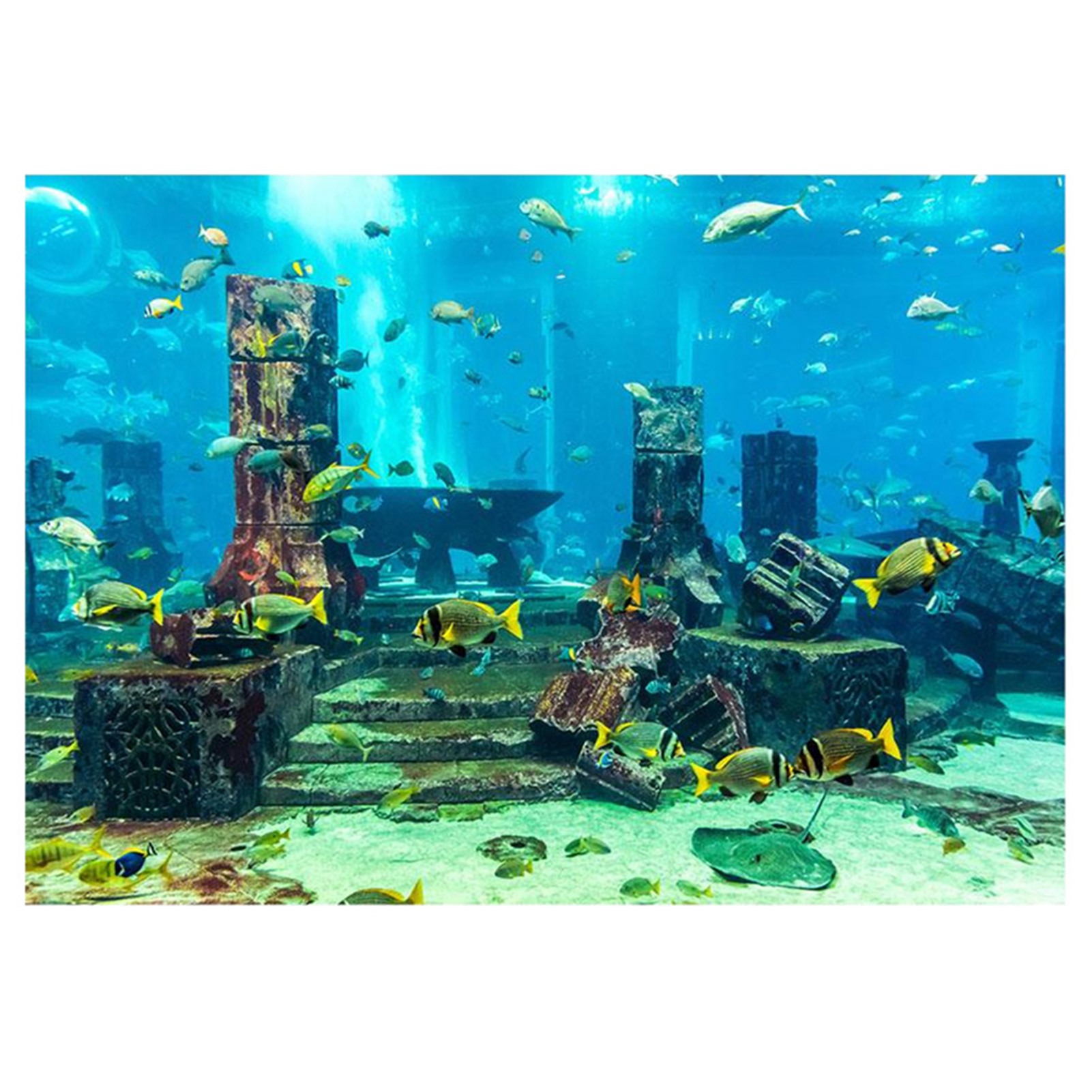 ZK20 Coral Aquarium Background - Aquarium Fish Poster review and price