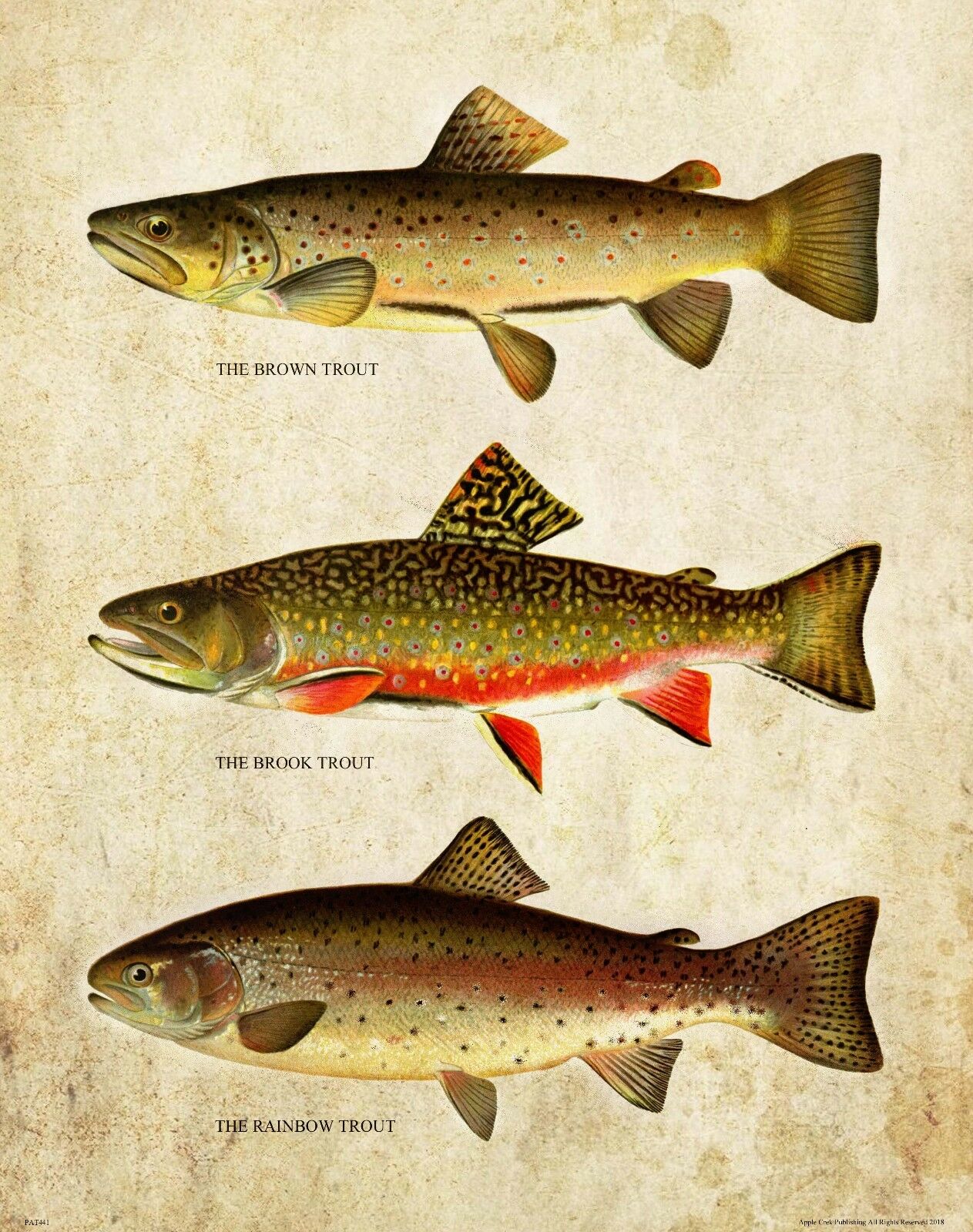 Vintage Trout Fly Fishing Art  - Aquarium Fish Poster review and price