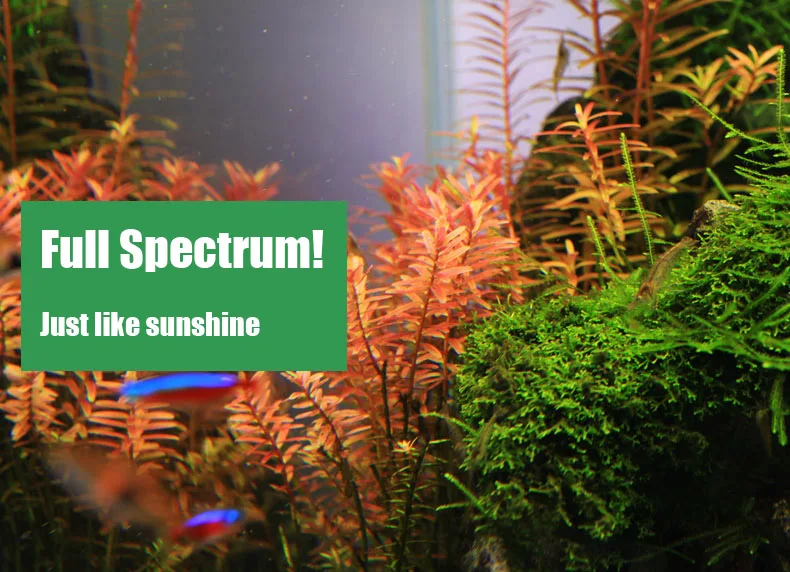 Chihiros C Series ADA Style Pl - Aquarium Fish Background review and price