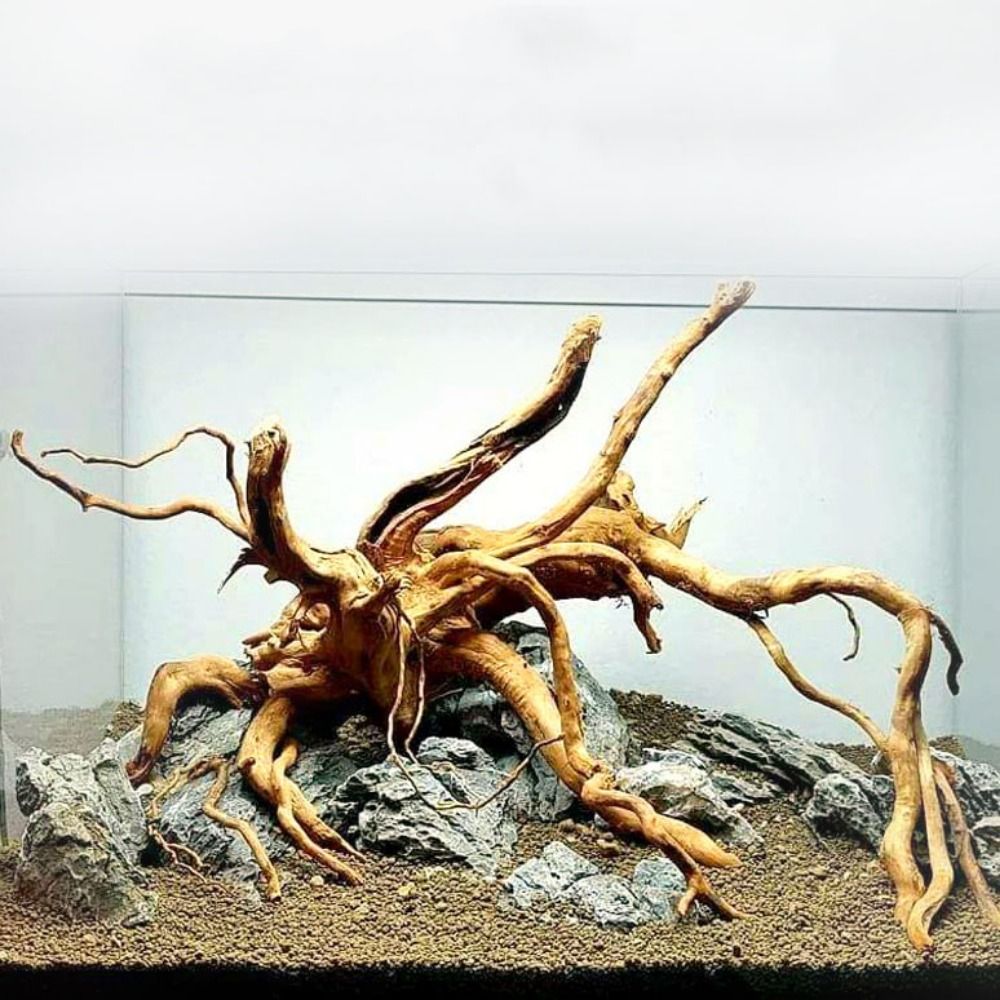 20-25CM Large Aquarium Driftwo - Aquarium Fish Jar review and price