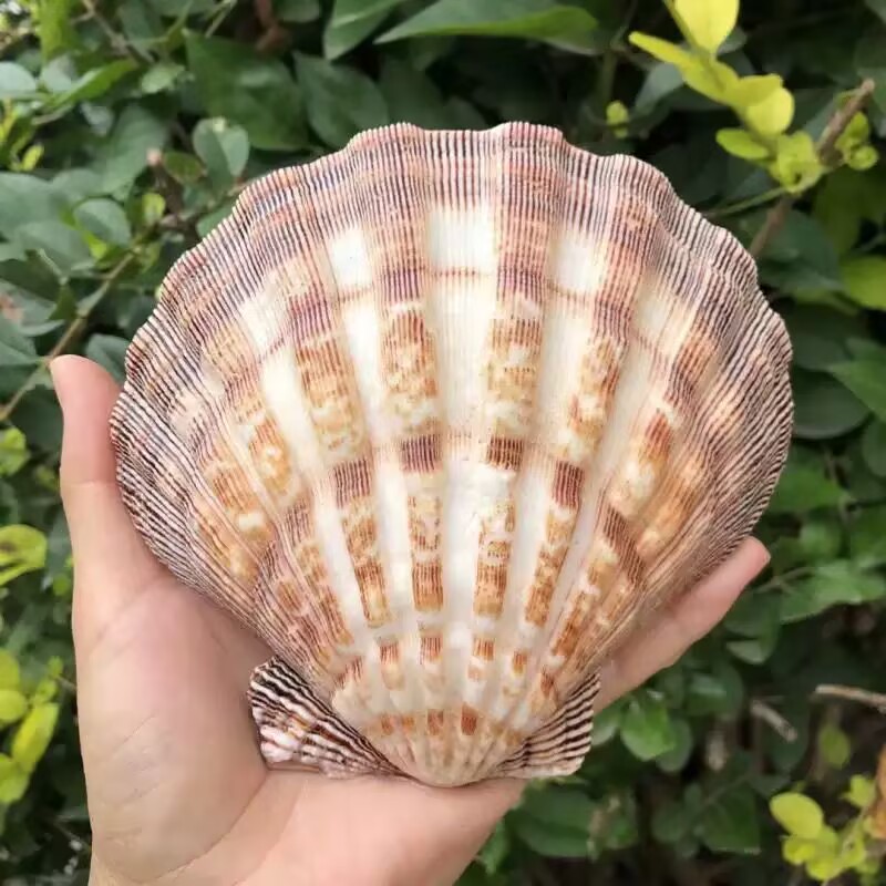 New Natural Queen Scallop Slic - Aquarium Queen Fish review and price