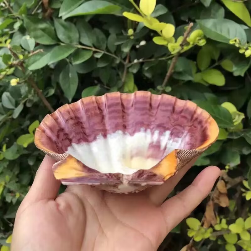 New Natural Queen Scallop Slic - Aquarium Queen Fish review and price