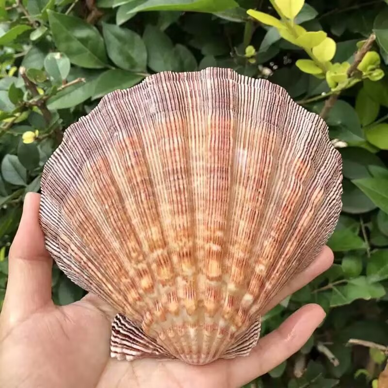 New Natural Queen Scallop Slic - Aquarium Queen Fish review and price