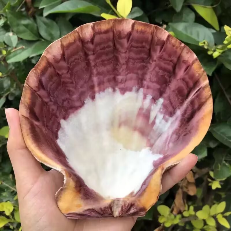 New Natural Queen Scallop Slic - Aquarium Queen Fish review and price